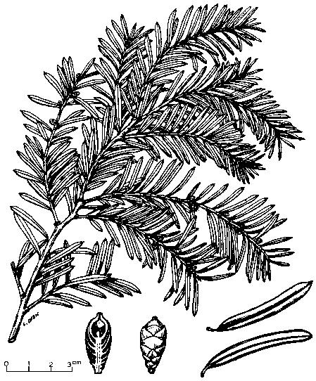 Chinese yew